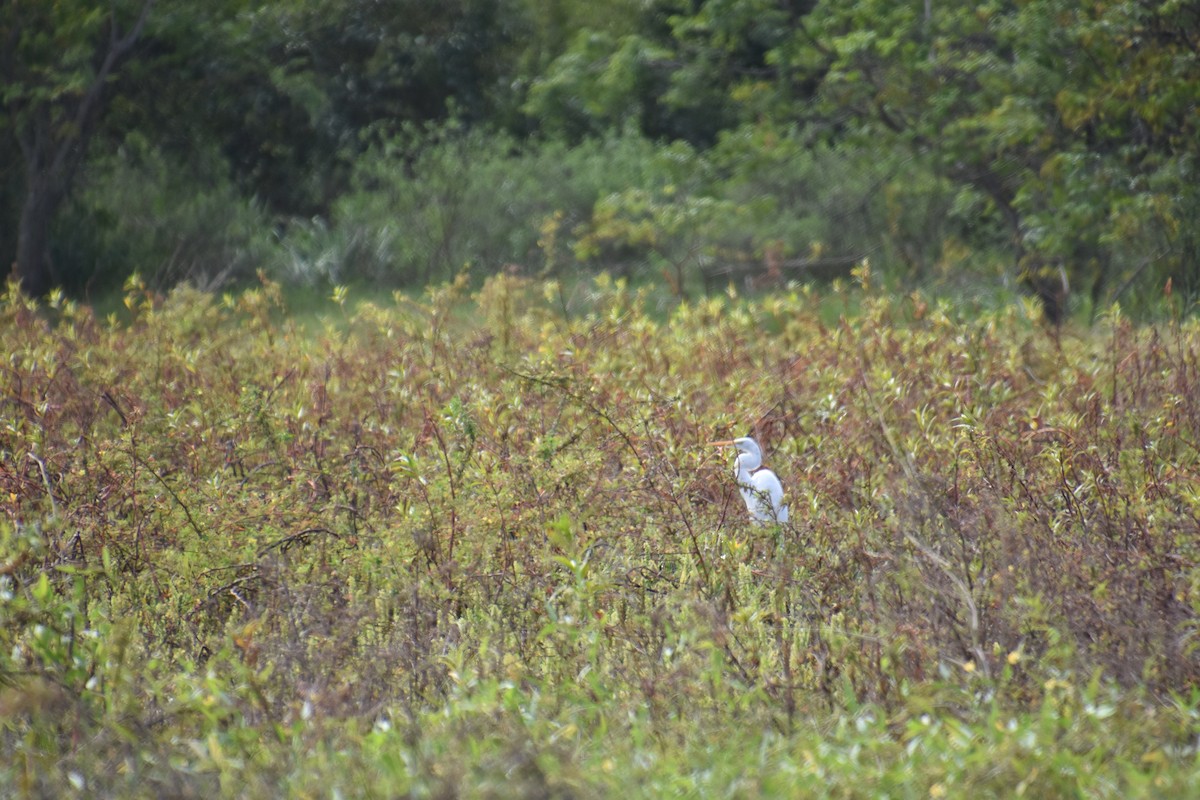 Great Egret - ML365334701