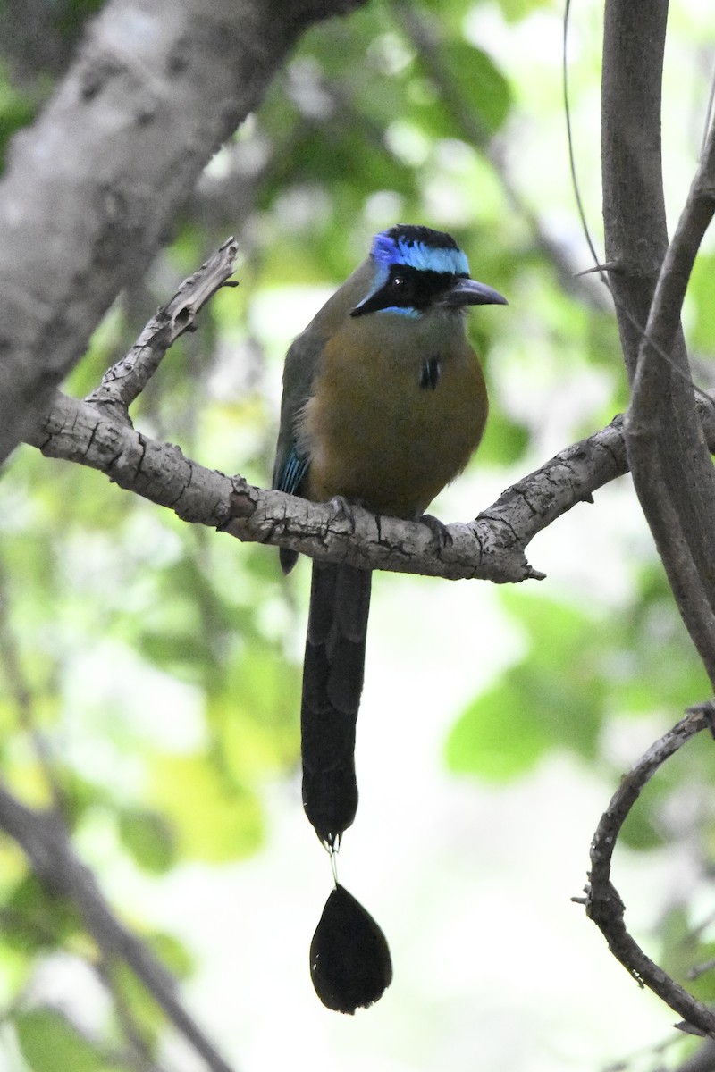 blåpannemotmot - ML365334831