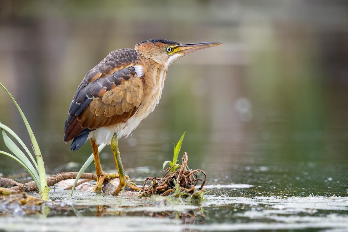 Least Bittern - ML365334891