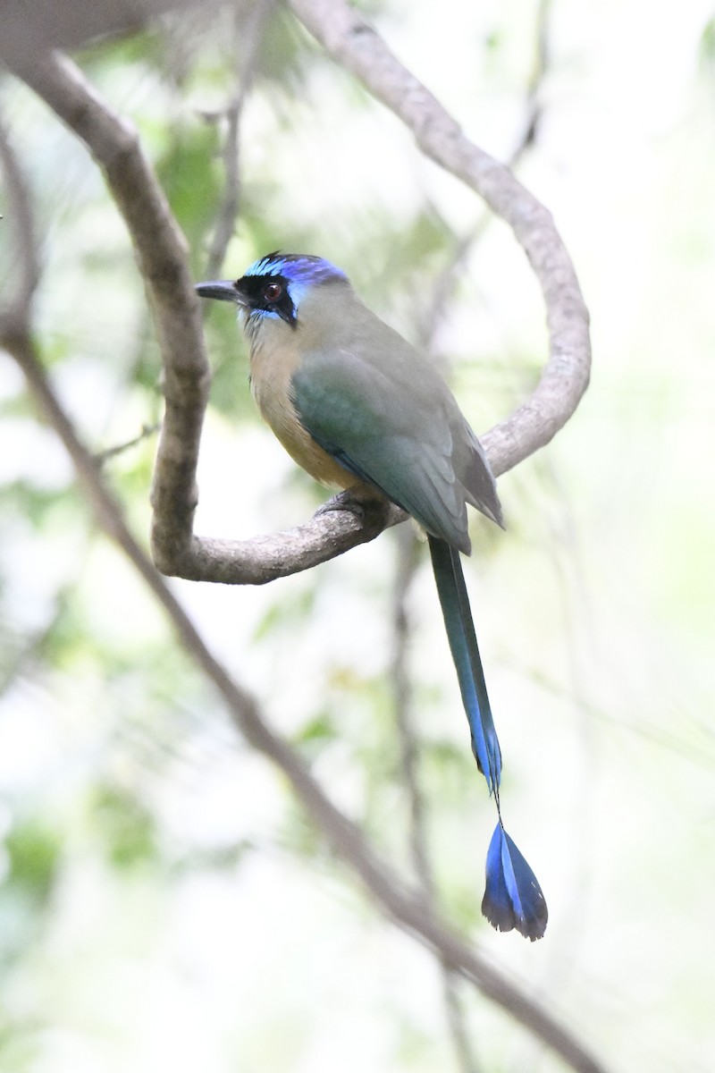 blåpannemotmot - ML365334921