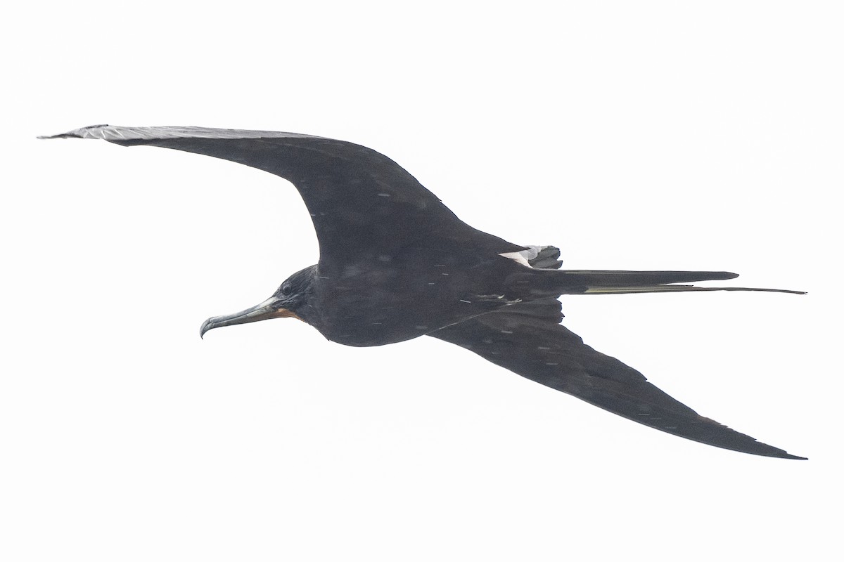 Magnificent Frigatebird - ML365334941