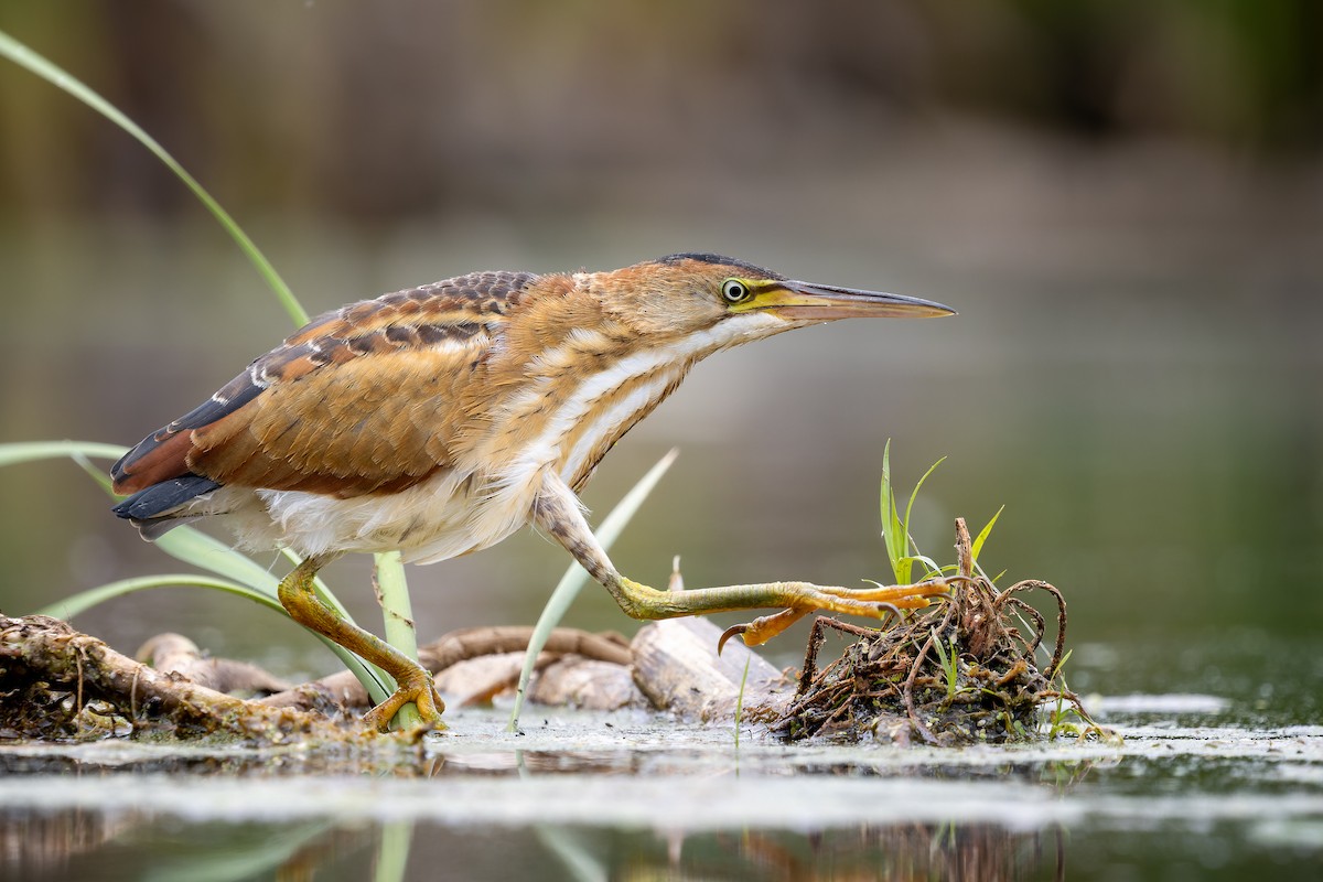 Least Bittern - ML365334961