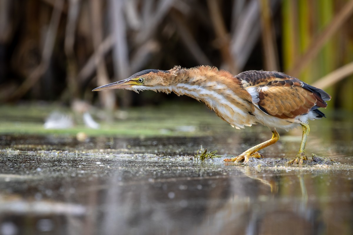 Least Bittern - ML365335001