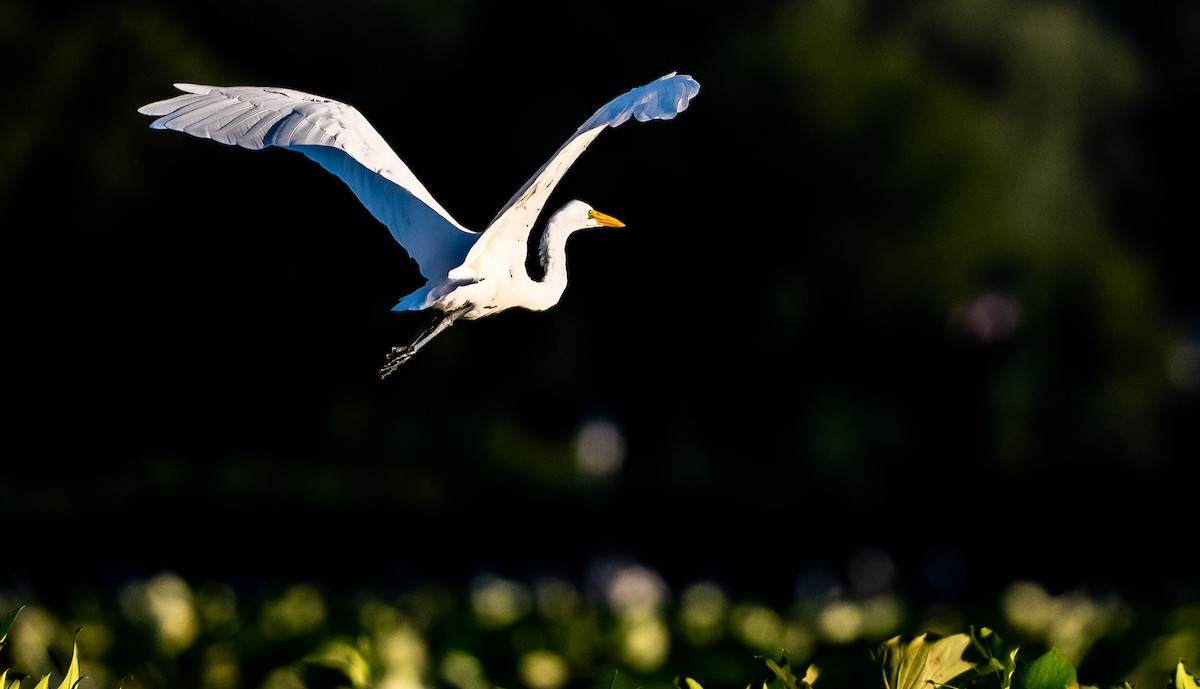 Great Egret - Glen Miller