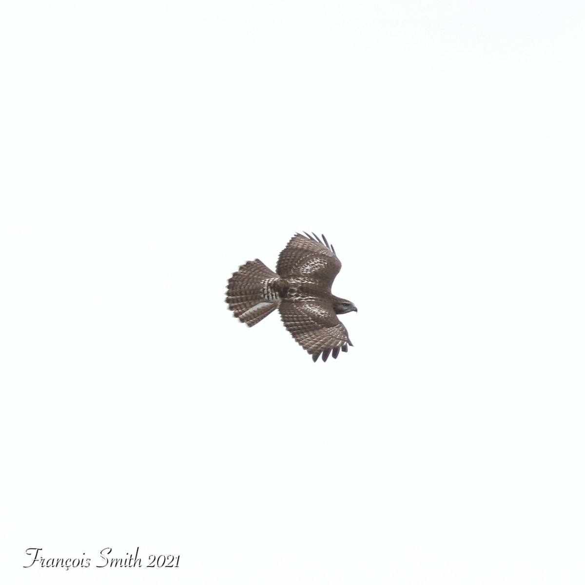 Red-tailed Hawk - ML365335041