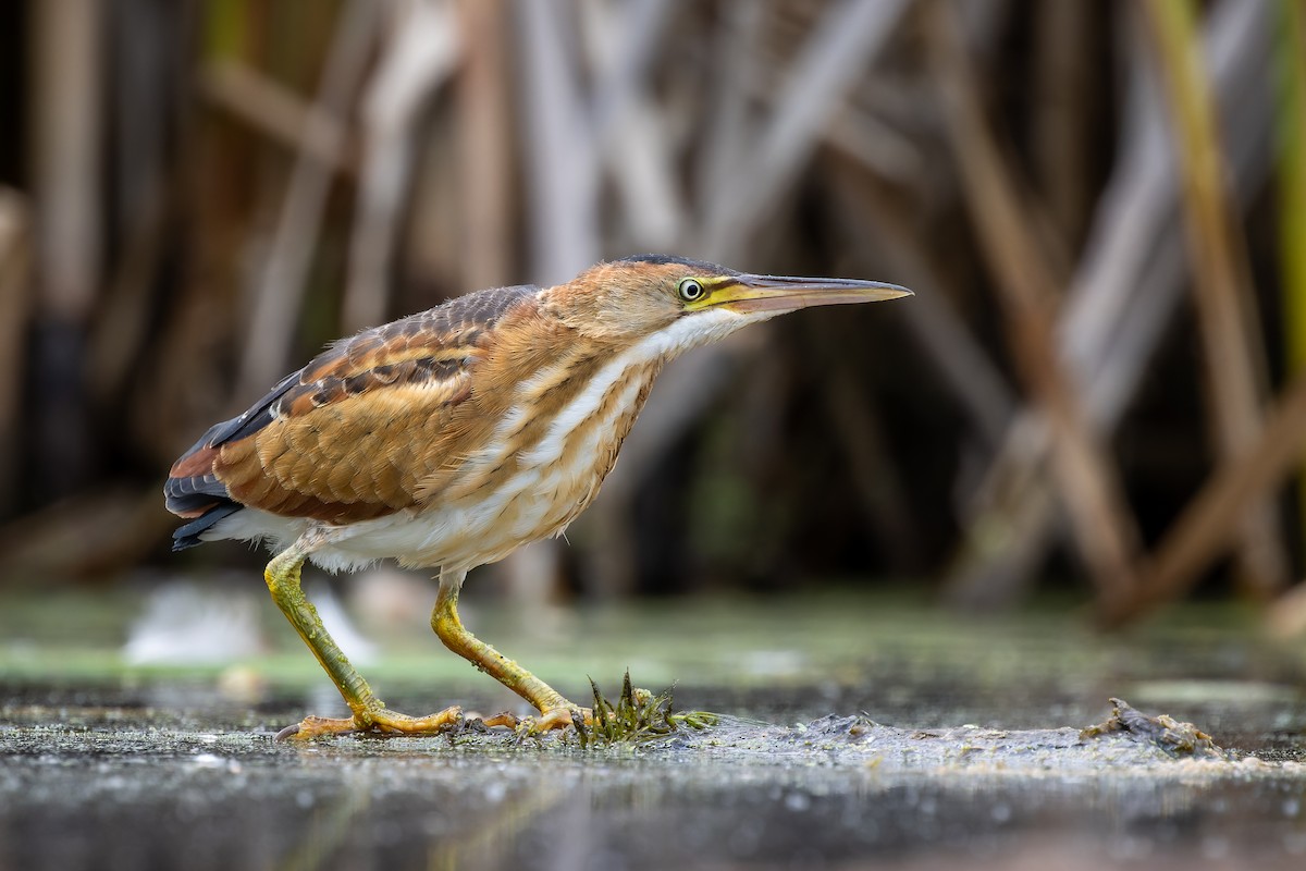 Least Bittern - ML365335231