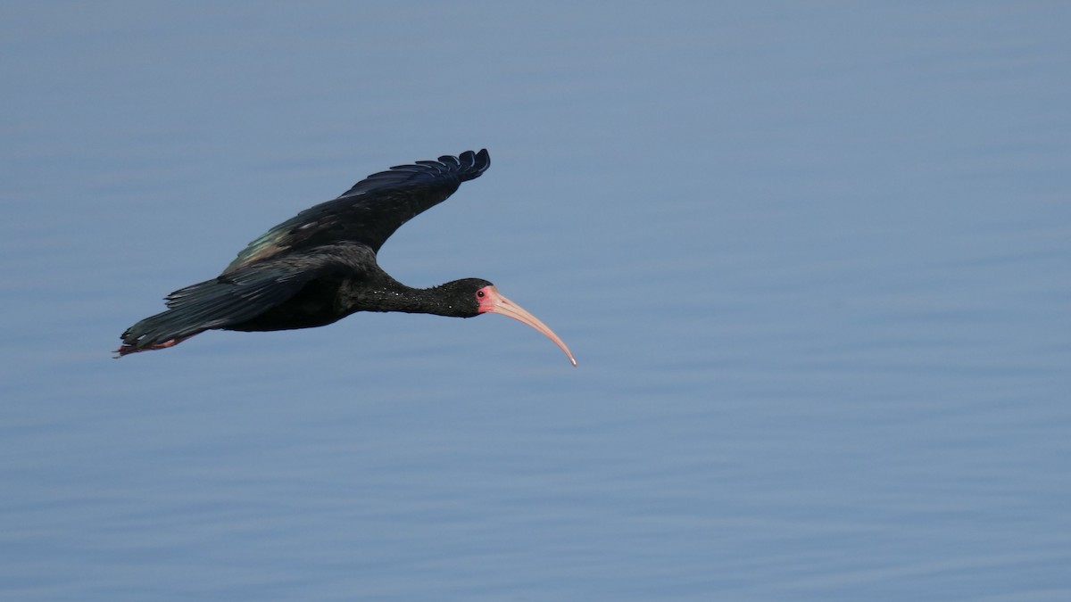 ibis tmavý - ML365335301