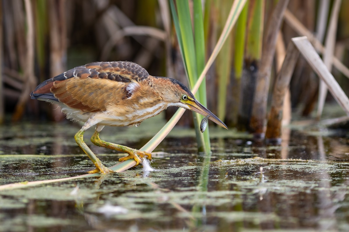 Least Bittern - Frédérick Lelièvre