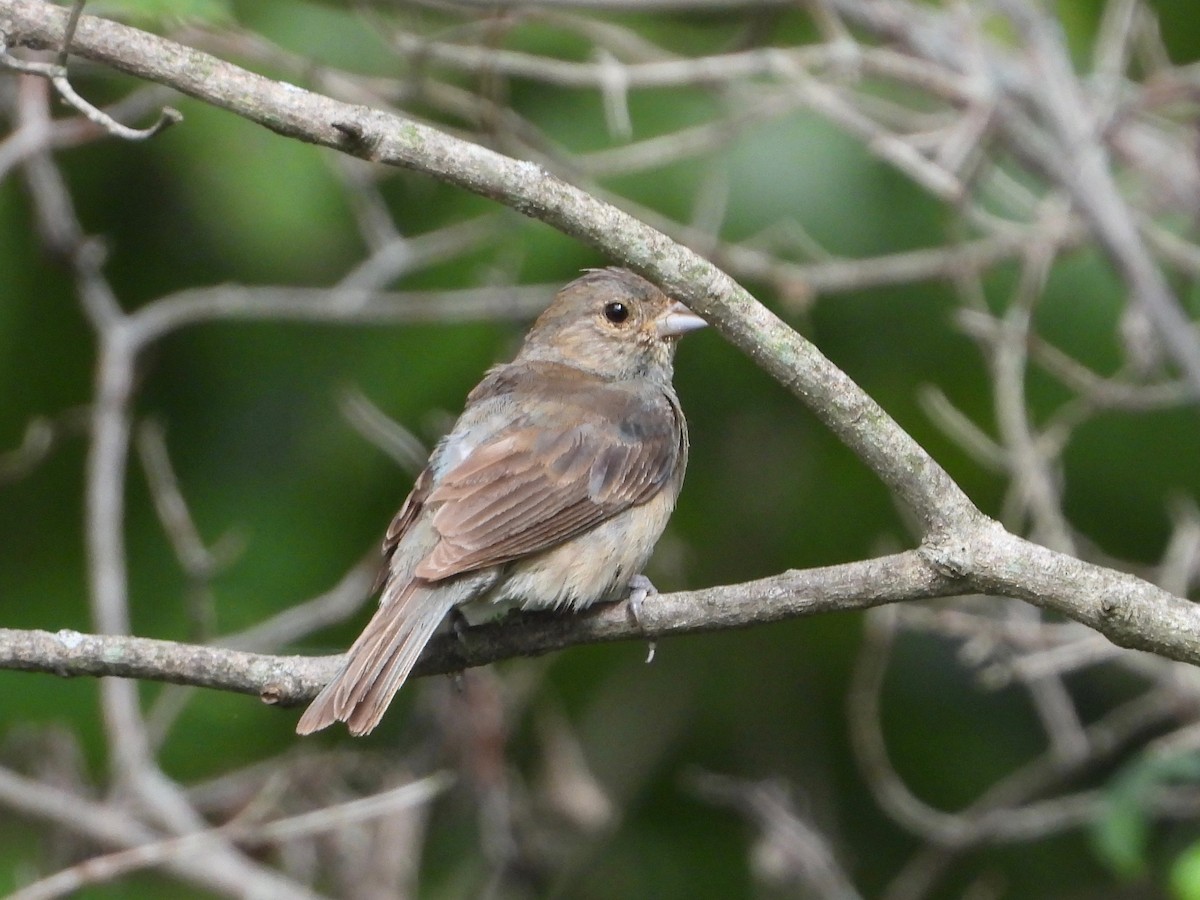 Indigo Bunting - ML365335601