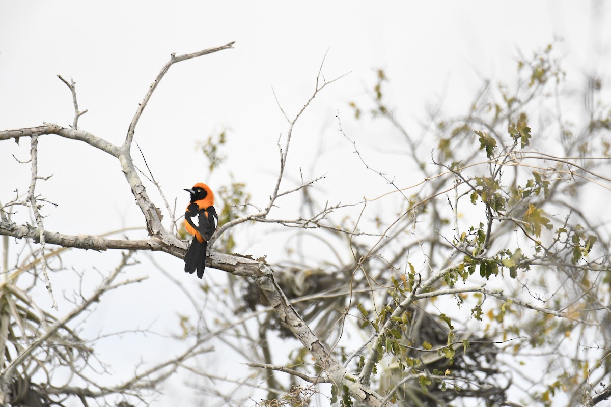 Orange-backed Troupial - ML365337051