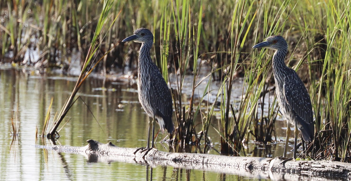 Yellow-crowned Night Heron - ML365338731