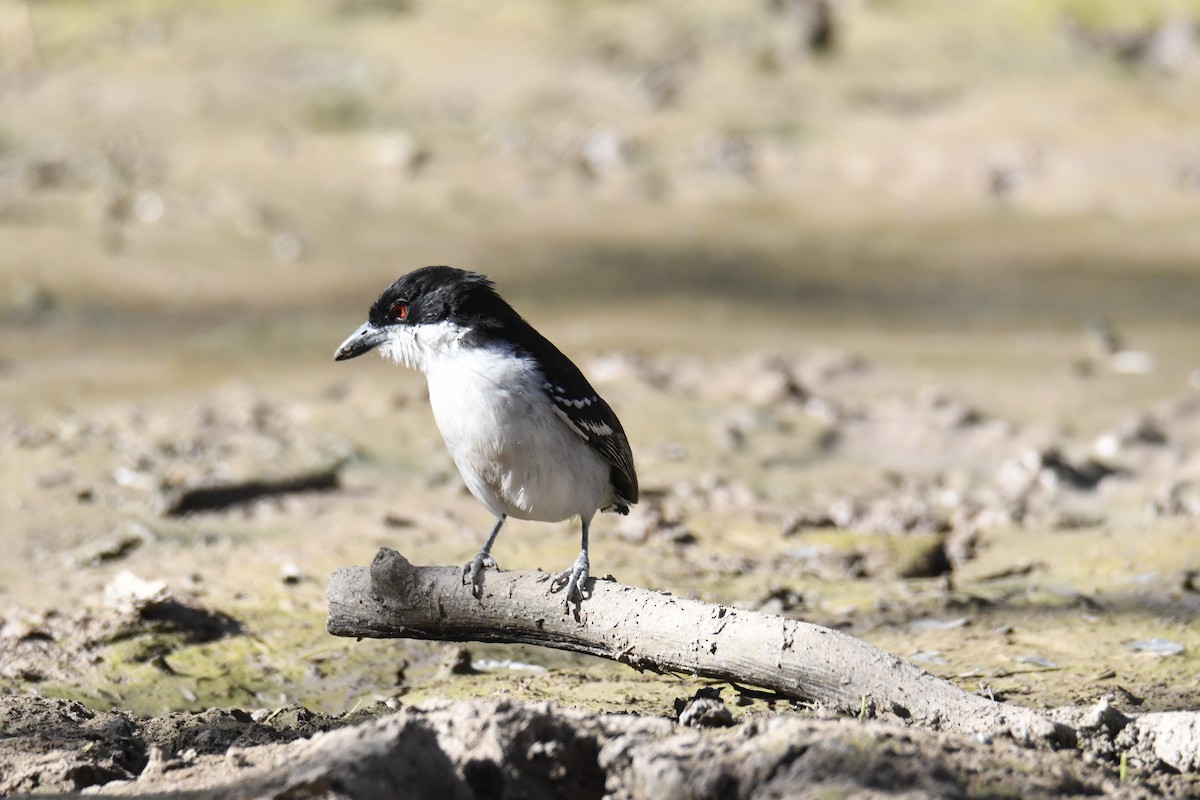 Great Antshrike - ML365339071