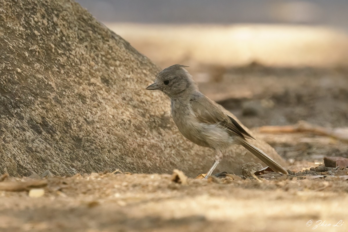 Oak Titmouse - Zhen Li