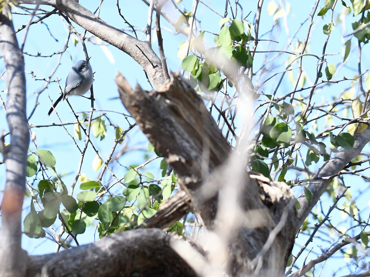 Masked Gnatcatcher - ML365339701