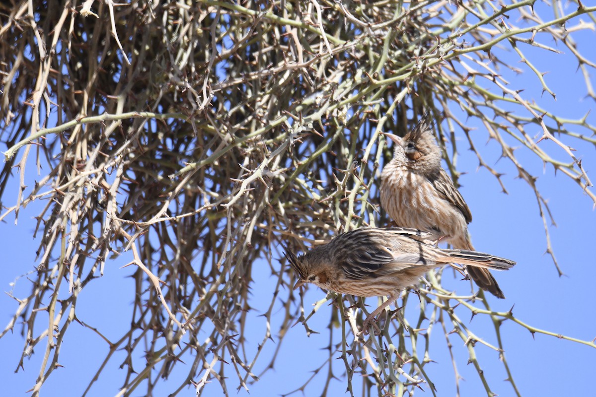 Lark-like Brushrunner - ML365340051