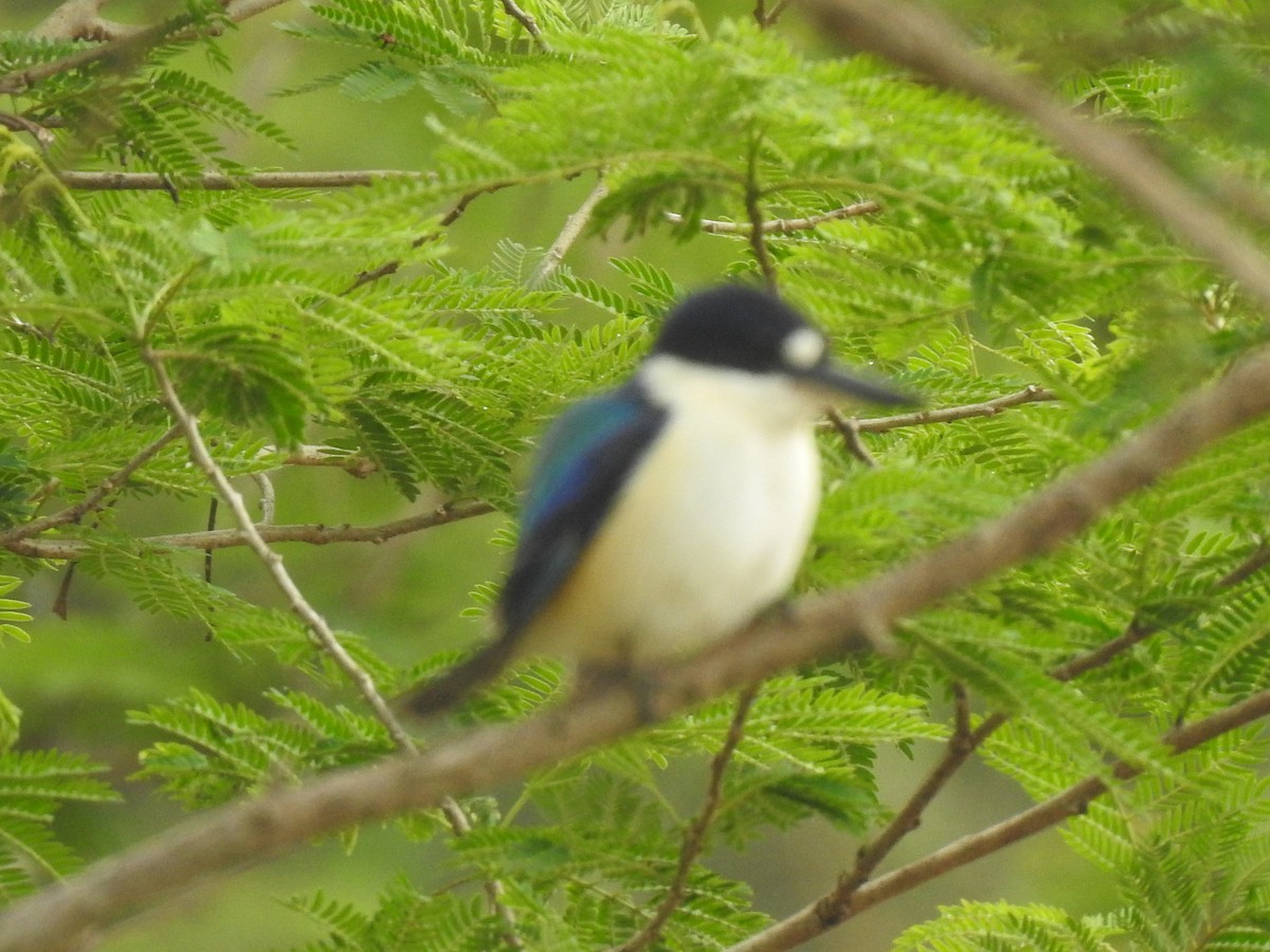 Forest Kingfisher - ML365340261