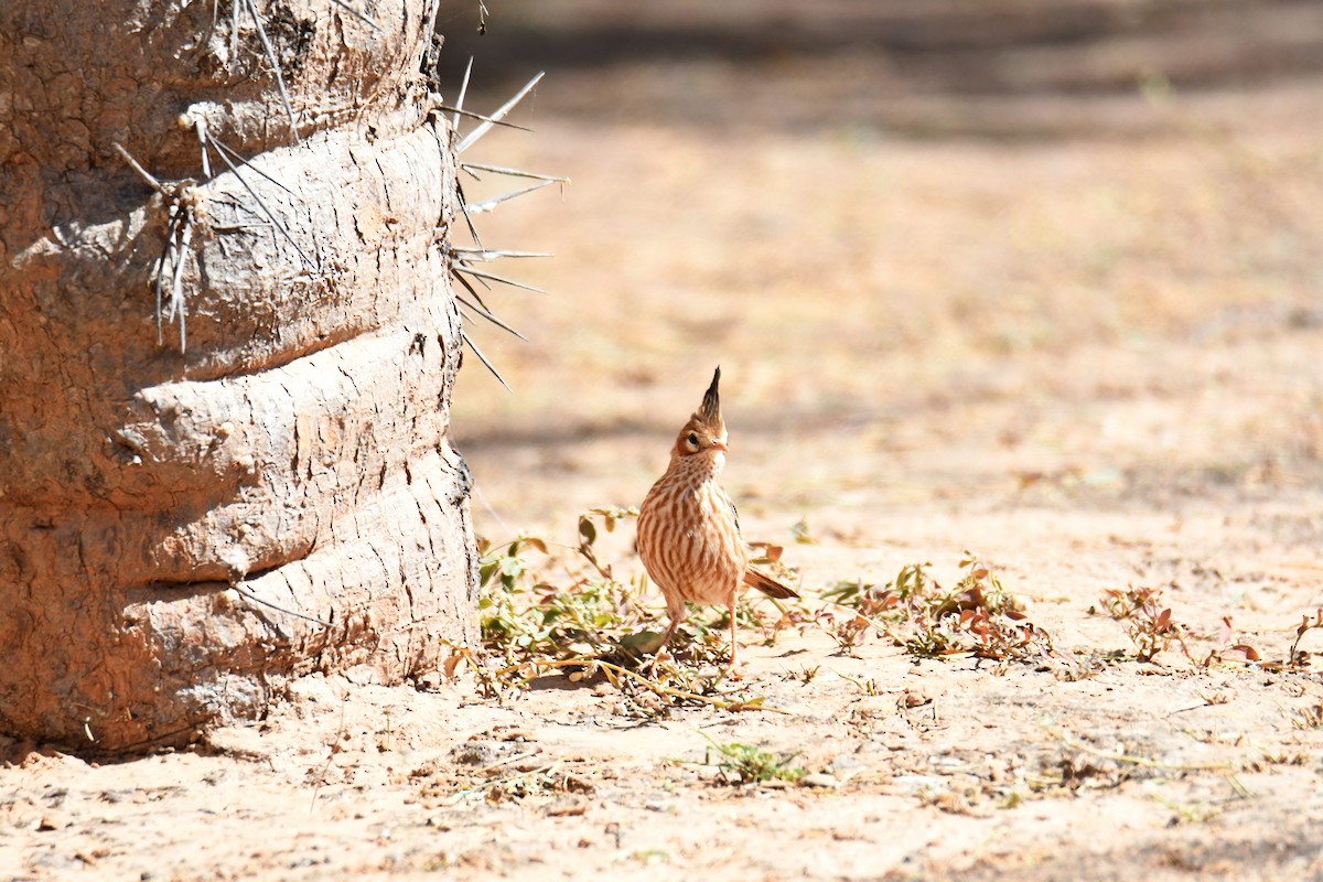 Lark-like Brushrunner - ML365340271