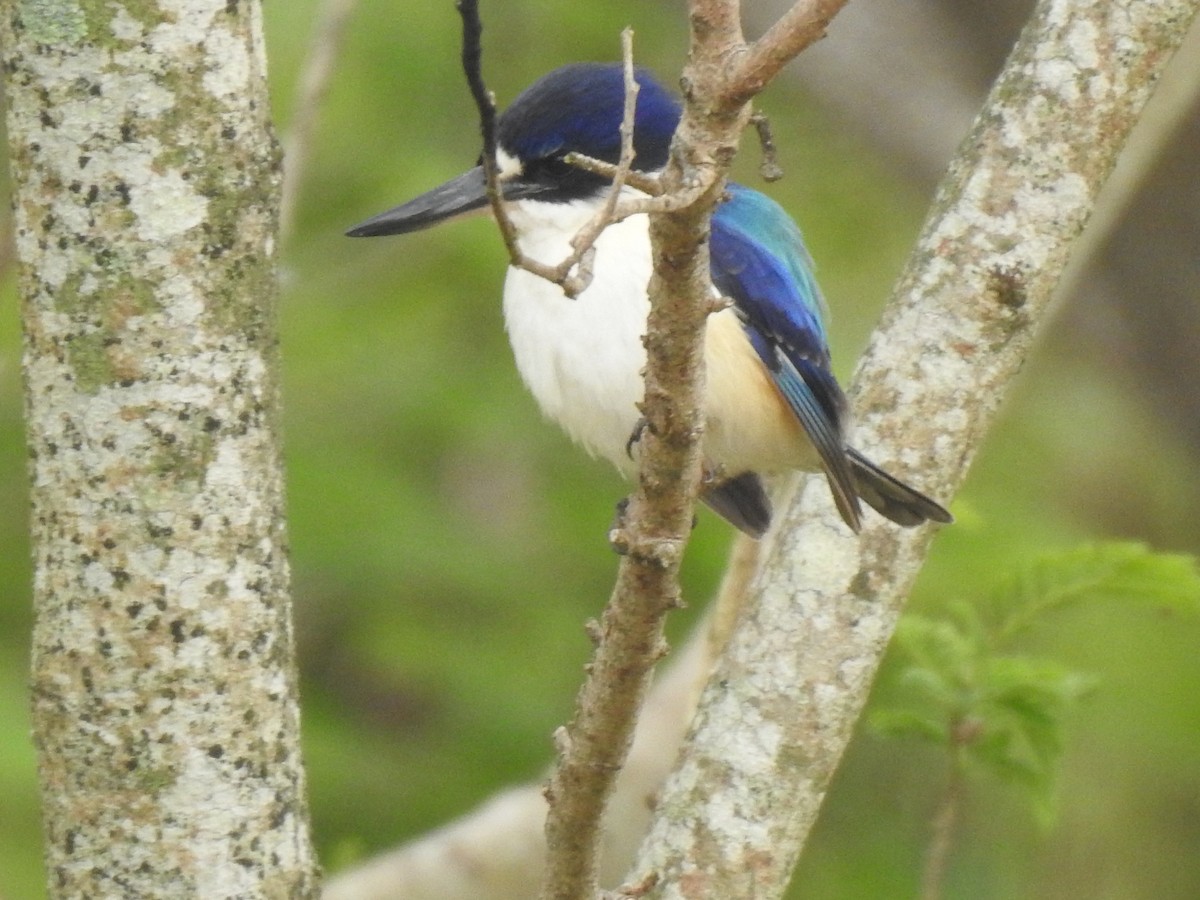 Forest Kingfisher - ML365340341