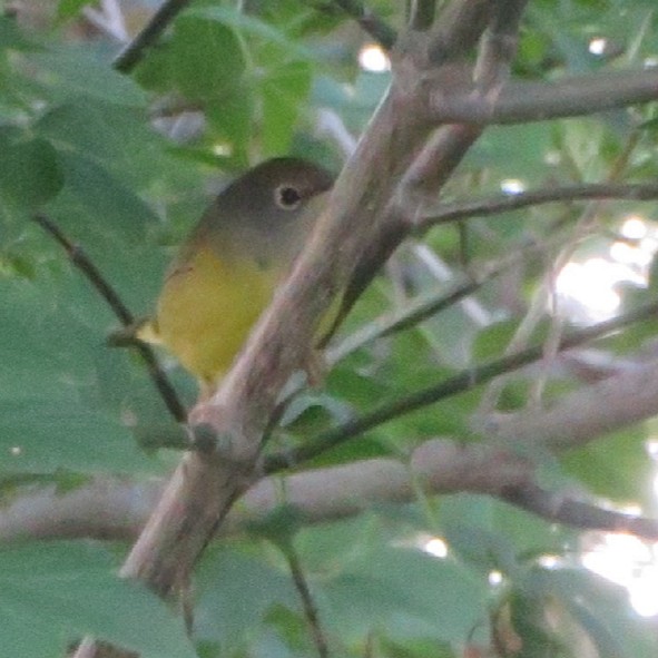 Nashville Warbler - ML365340901