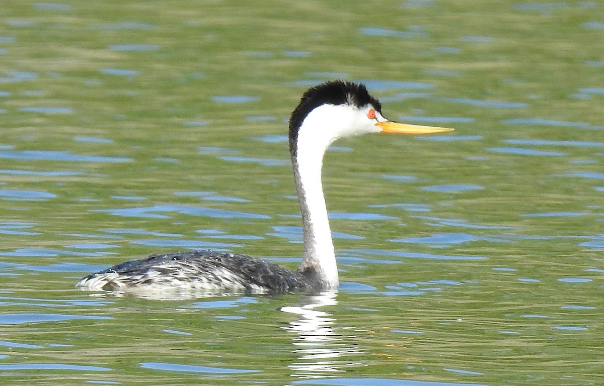 Clark's Grebe - ML365341111