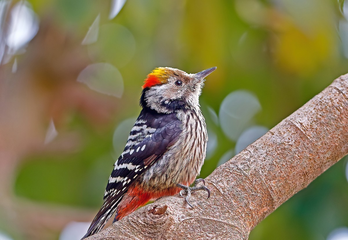 Brown-fronted Woodpecker - ML365341391
