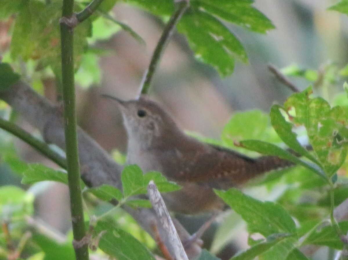 Northern House Wren - ML365342501