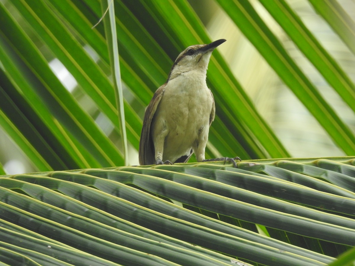 Brauenzaunkönig - ML365342651