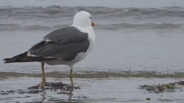Lesser Black-backed Gull - ML365343491