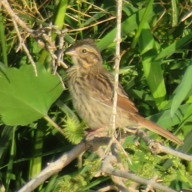 Song Sparrow - ML365343741