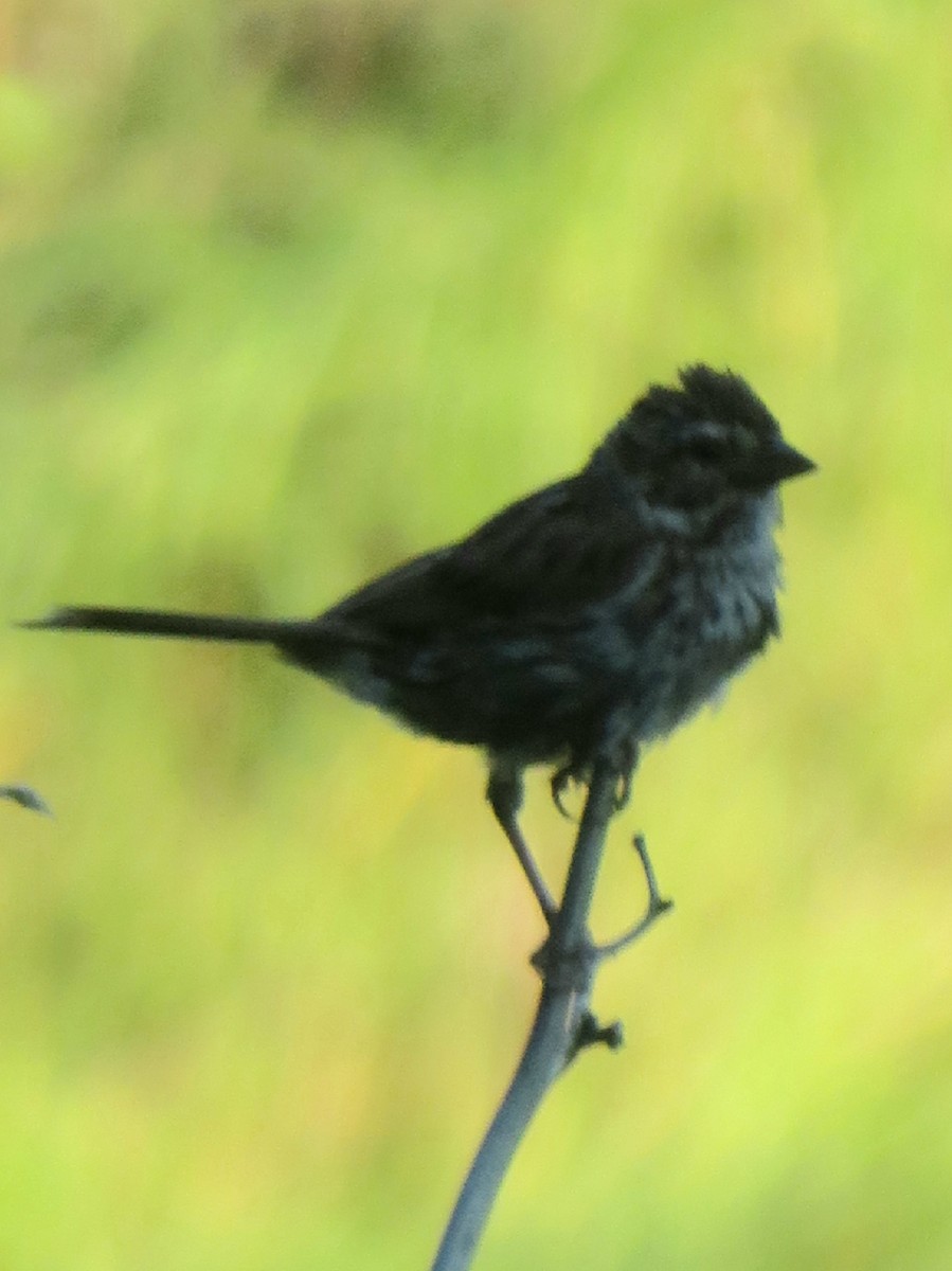 Song Sparrow - ML365343761