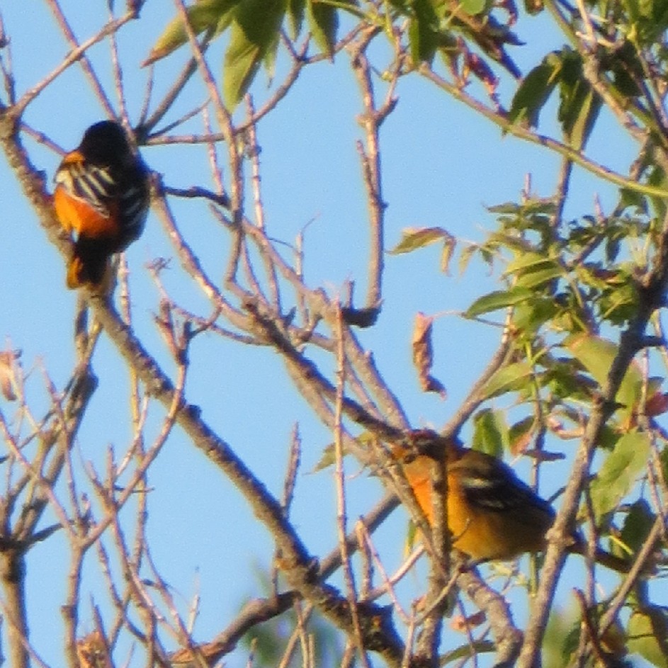 Baltimore Oriole - ML365344191