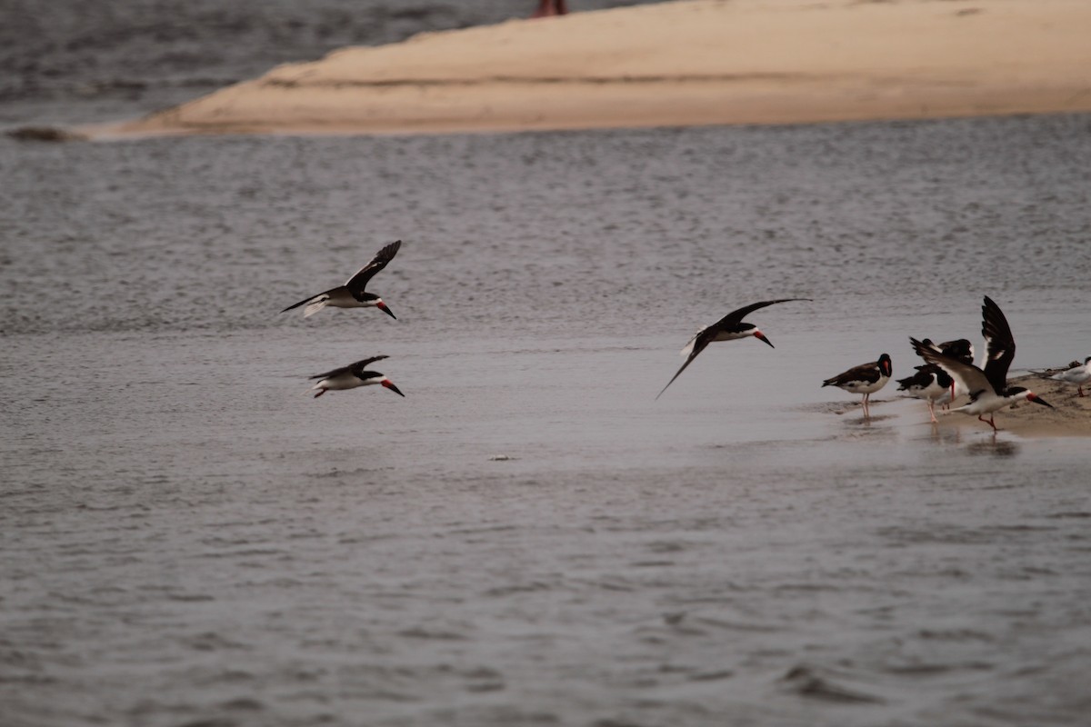 Black Skimmer - Juli deGrummond