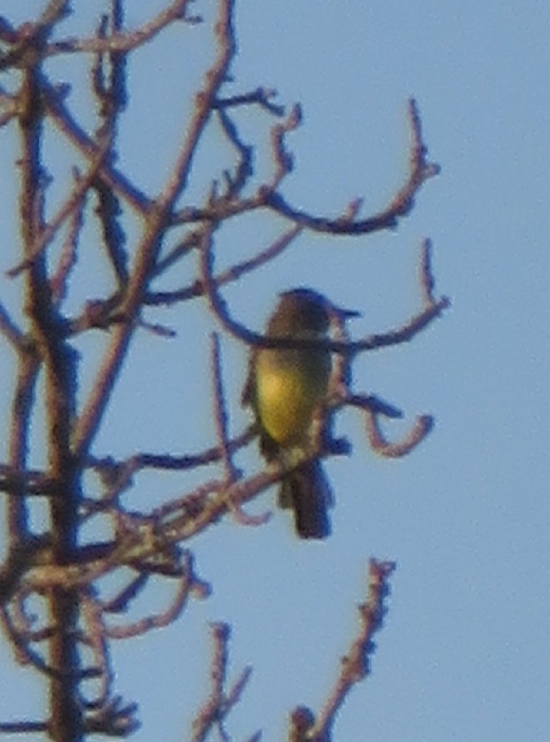 Great Crested Flycatcher - ML365344501