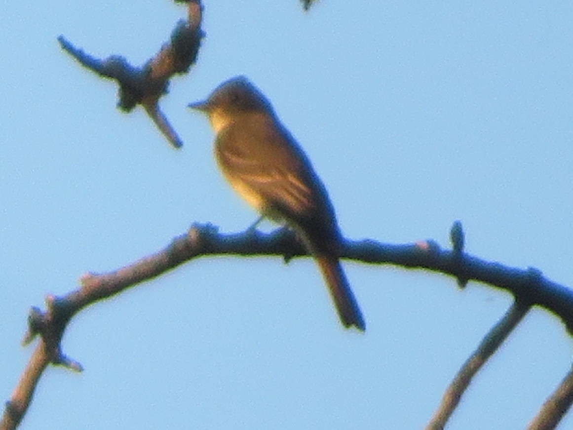 Eastern Wood-Pewee - ML365345691