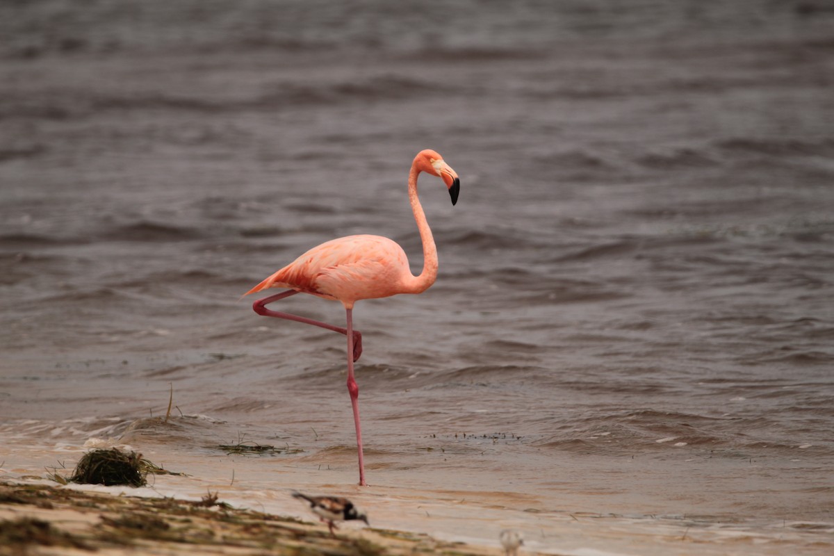 American Flamingo - ML365345731