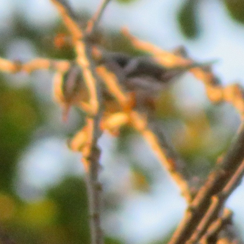 Black-and-white Warbler - ML365346531
