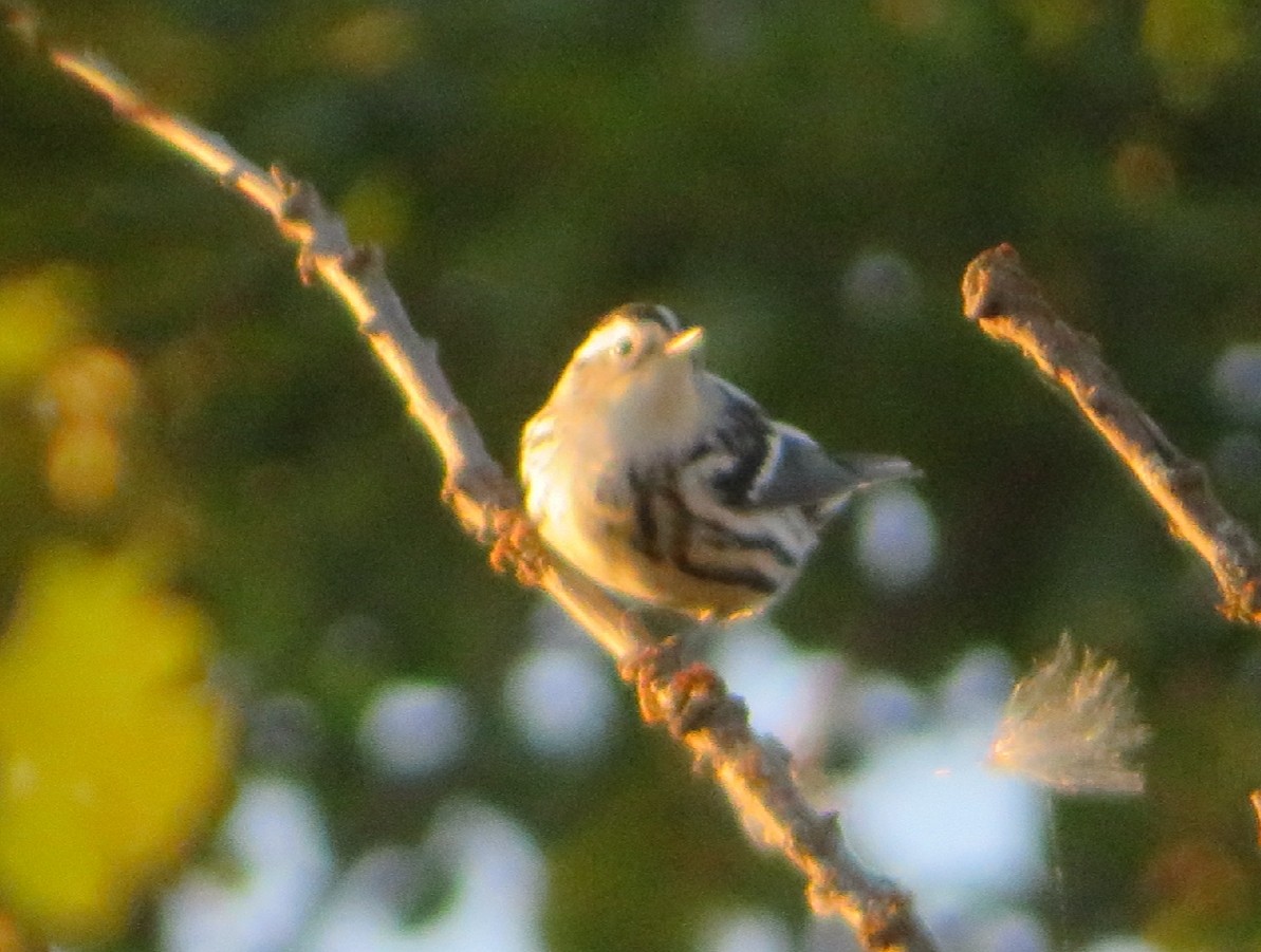Black-and-white Warbler - ML365346541
