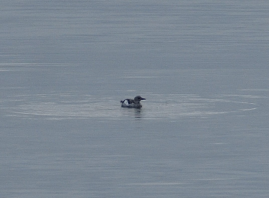 Black Guillemot - ML365347771