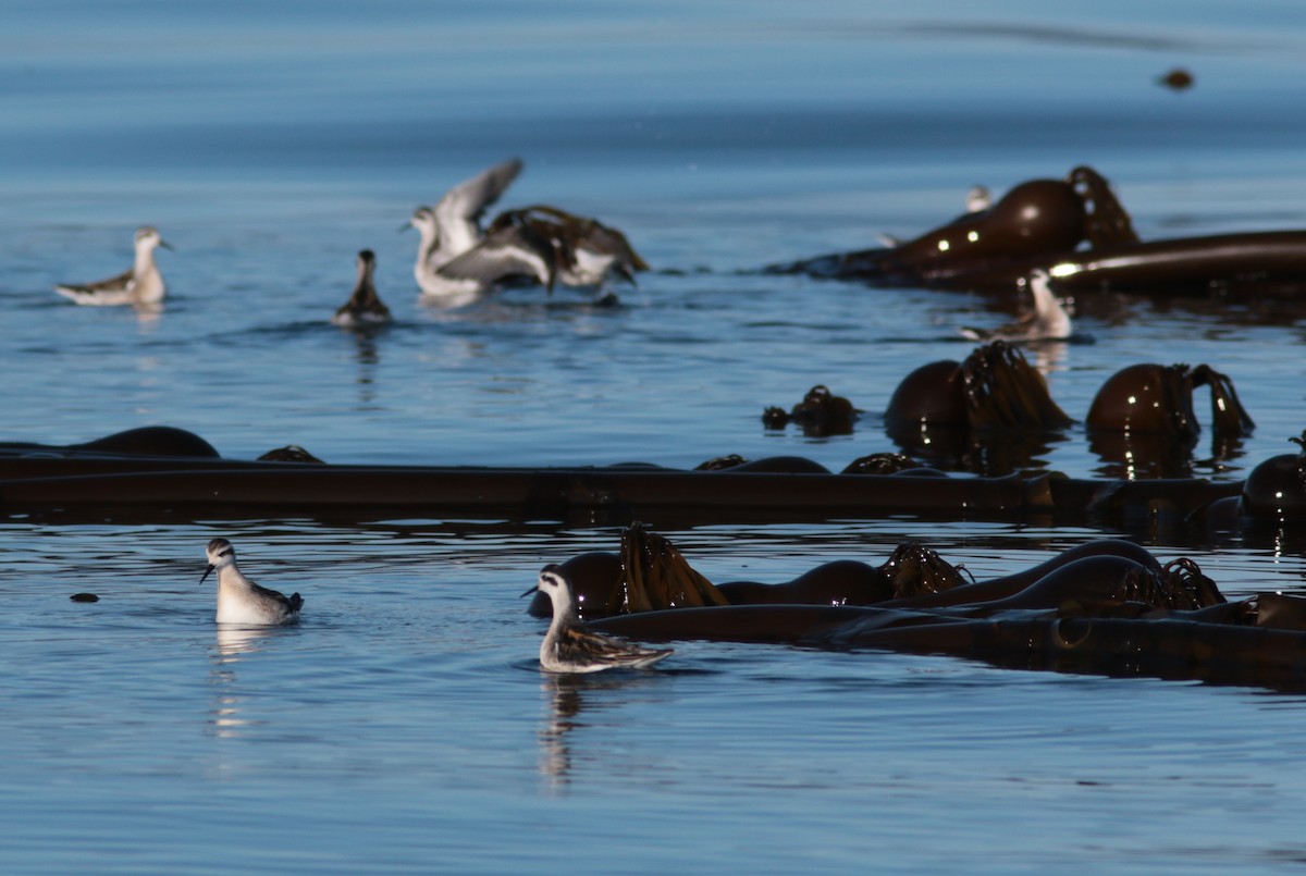 Phalarope à bec étroit - ML365347821