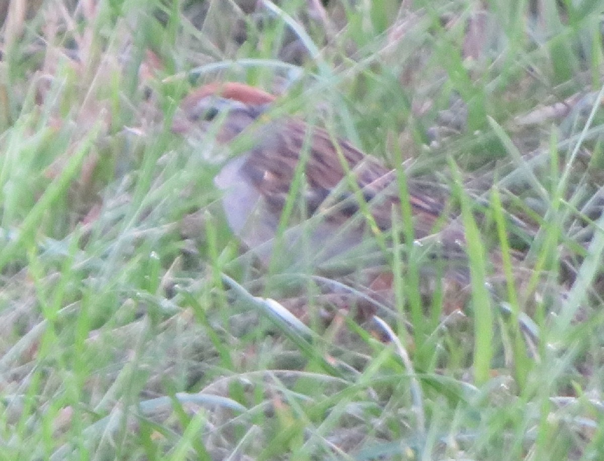 Chipping Sparrow - ML365348021