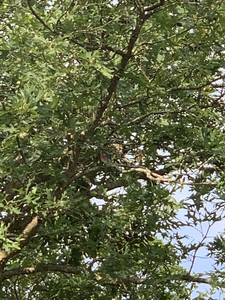 Eastern Bluebird - ML365348361