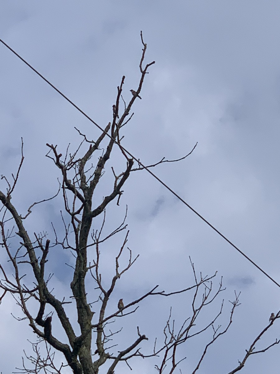 Eastern Bluebird - ML365348371