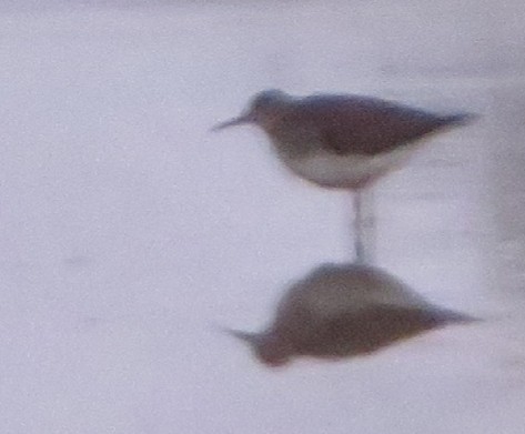 Spotted Sandpiper - ML365348531