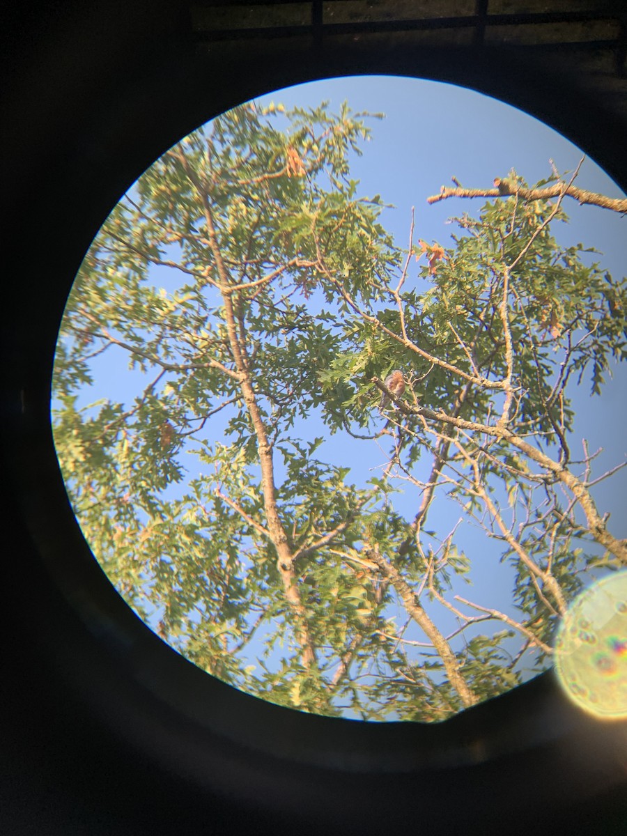 Eastern Bluebird - ML365348711