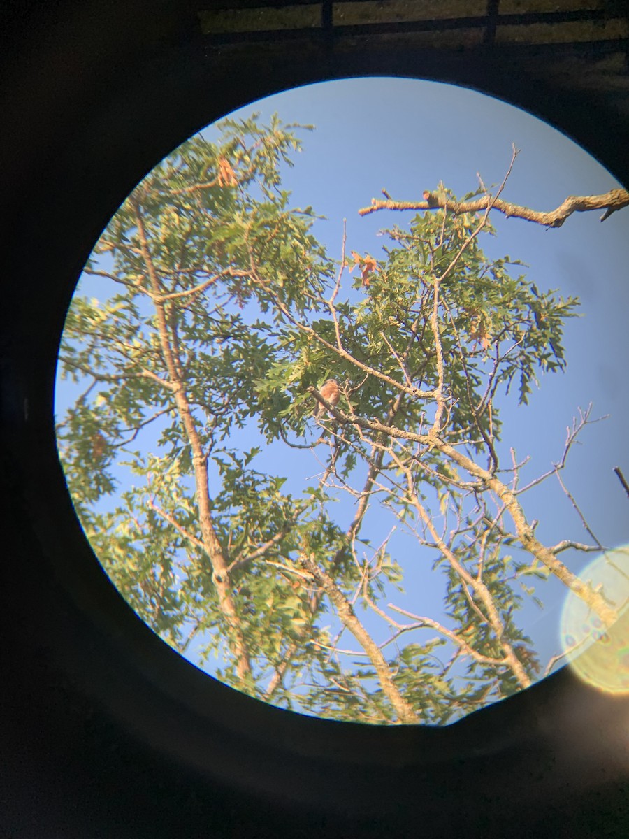 Eastern Bluebird - ML365348721