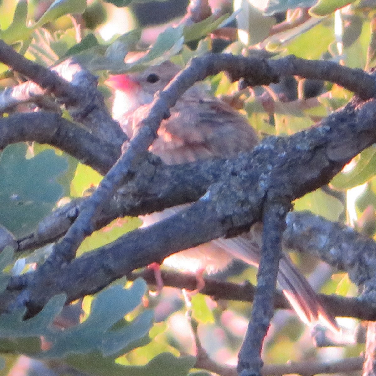 new world sparrow sp. - ML365348801
