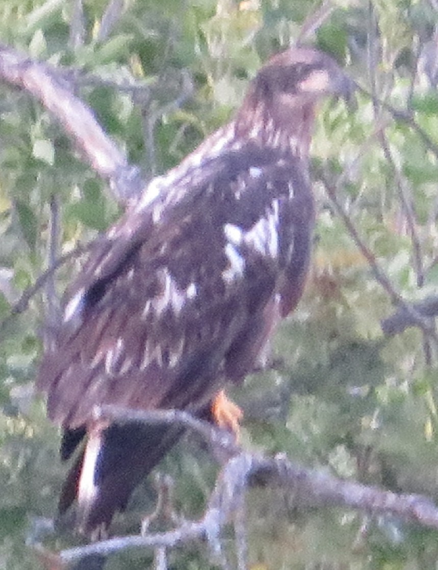 Bald Eagle - ML365348991