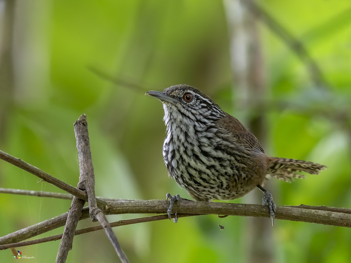Stripe-breasted Wren - Fernando Burgalin Sequeria