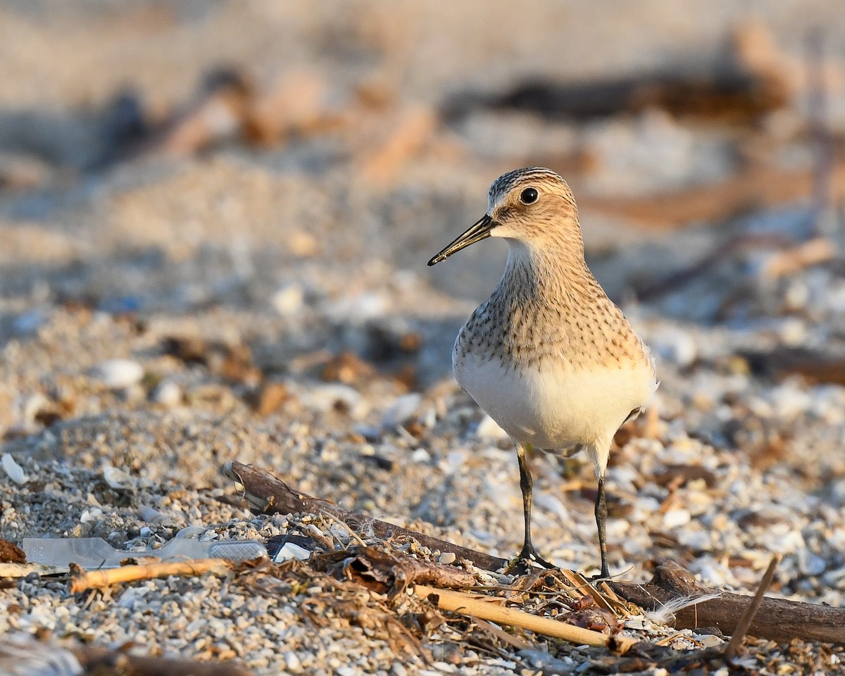 Baird's Sandpiper - ML365350371