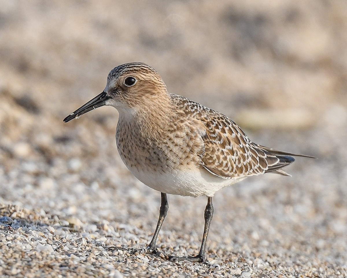 Bairdstrandläufer - ML365350621